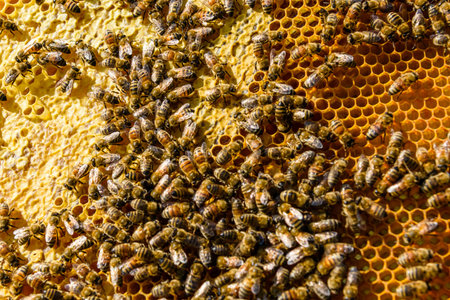 Bees on a honeycomb. Apicultural concept. Closeup