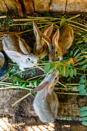 Little gray rabbits eating grass in wooden cage. Top viewの写真素材