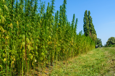 Field of medical cannabis plant on summerの写真素材