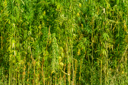 Field of medical cannabis plant on summerの写真素材