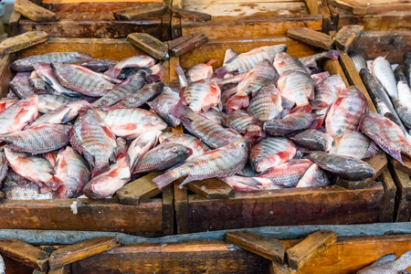 Fish on fish market in Hurghada city, Egyptの写真素材