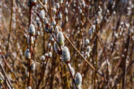 Brunch of blossoming pussywillow on early springの写真素材
