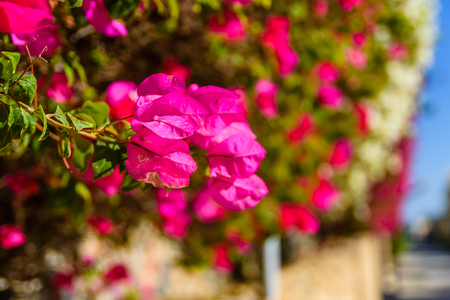 Blossoming bougainvillea plant growing in a gardenの写真素材