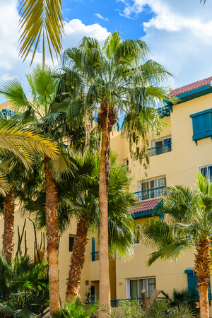 Different green palm trees in a parkの写真素材