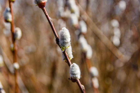Brunch of blossoming pussywillow on early springの写真素材