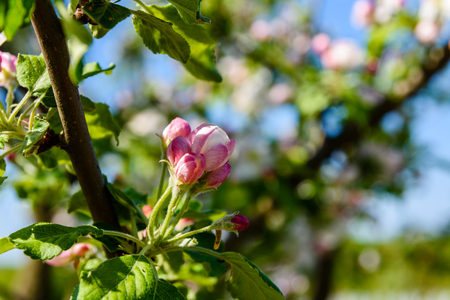 Blossoming branches of apple tree on springの写真素材