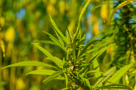 Closeup of the green medical cannabis plantの写真素材