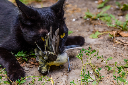 Domestic cat catched the bird in gardenの写真素材