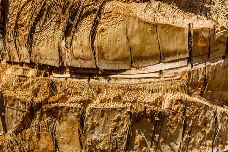 Texture of palm tree trunk for backgroundの写真素材
