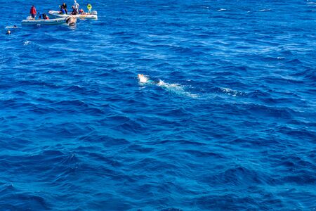 Hurghada, Egypt - December 7, 2018: Group of tourists snorkeling in Red sea. Summer vacation conceptのeditorial素材