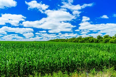 Field of young green corn on summerの写真素材