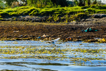 Grey heron (Ardea cinerea) fly over Nile river