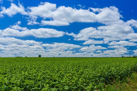 Field of young green sunflowers on summerの写真素材