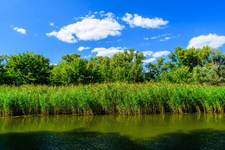 Summer landscape with green trees and riverの写真素材