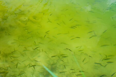 Many fish fry in water of lakeの写真素材