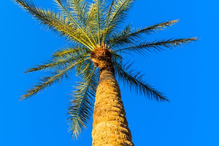 Green date palm tree against blue sky. Looking upの写真素材