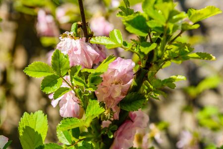 Blossoming branches of Prunus triloba (Louiseania ulmifolia) on springの写真素材