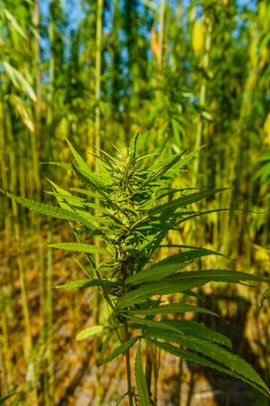 Closeup of the green medical cannabis plantの写真素材