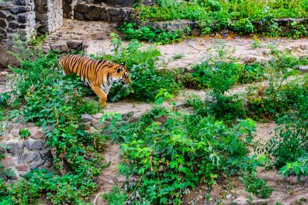 Big striped tiger (Panthera tigris) walking among green vegetationの写真素材