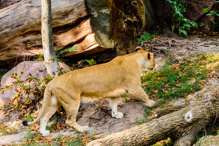 Big lioness (Panthera leo) walking among green vegetation