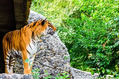 Big striped tiger (Panthera tigris) walking among green vegetationの写真素材