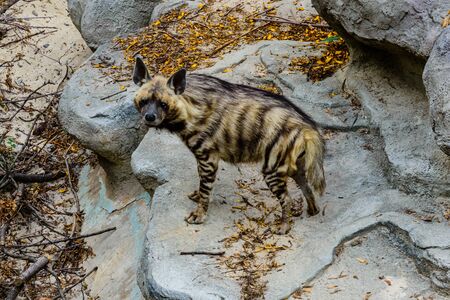 Striped hyena (Hyaena hyaena) on a stoneの写真素材