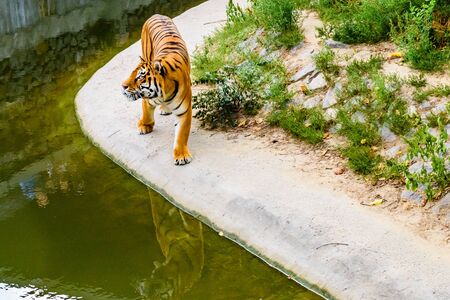 Big striped tiger (Panthera tigris) walking among green vegetationの写真素材