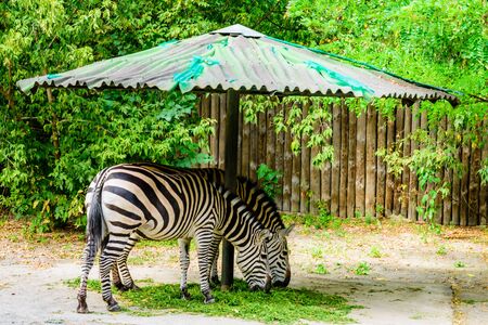 Two Grant zebras (Equus quagga boehmi) eating grassの写真素材