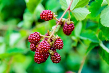 Unripe berries on bush of blackberry in gardenの写真素材