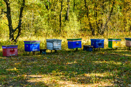 Multicolored bee hives at apiary in forest