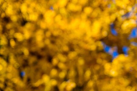 Abstract and blurred yellow background. Autumn conceptの写真素材