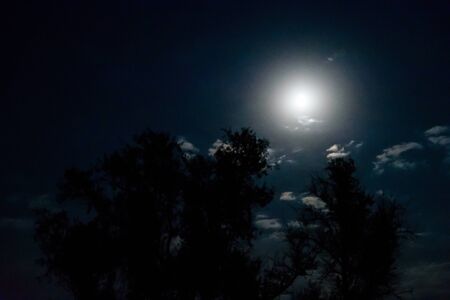 Silhouettes of trees against night sky. Spooky landscapeの写真素材