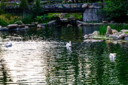 White pelicans (pelecanus onocrotalus) in a lakeの写真素材