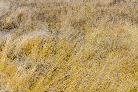 Background of the dry grass. Autumn concept