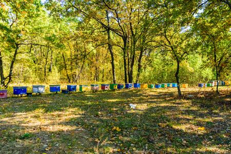 Multicolored bee hives at apiary in forestの写真素材