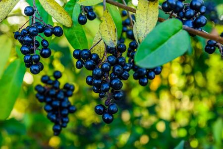 Berries on bush of common privet plant (Ligustrum vulgare)