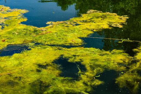 Green algae pollution on a water surface. Ecological conceptの写真素材