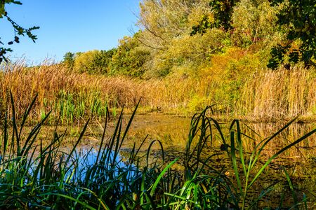 Small lake in a forest on summerの写真素材