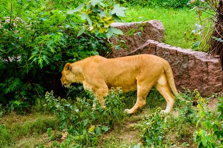 Big lioness (Panthera leo) walking among green vegetationの写真素材