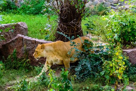 Big lioness (Panthera leo) walking among green vegetationの写真素材