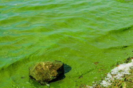 Green algae pollution on a water surface. Ecological conceptの写真素材