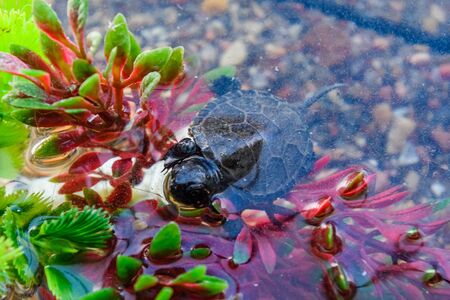 Gray little river turtle in the aquariumの写真素材