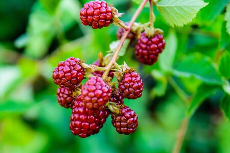 Unripe berries on bush of blackberry in gardenの写真素材