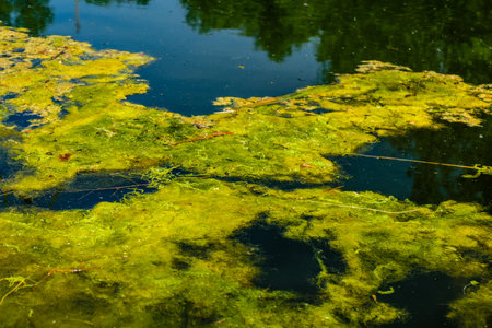 Green algae pollution on a water surface. Ecological concept