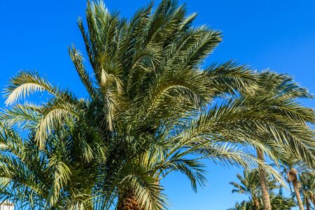 Green date palm tree against blue skyの写真素材