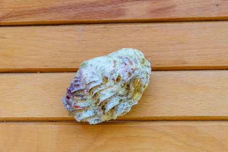 Shell of the tridacna mollusk on rustic wooden table. Top view