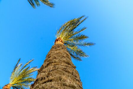 Green date palm tree against blue sky. Looking upの写真素材