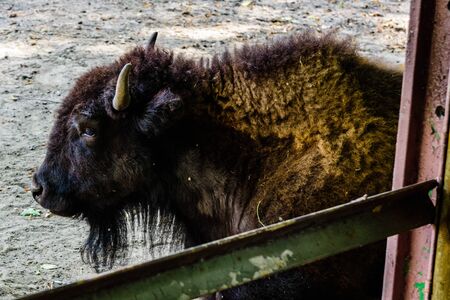American bison in corral at the farm. Closeup of bison muzzleの写真素材