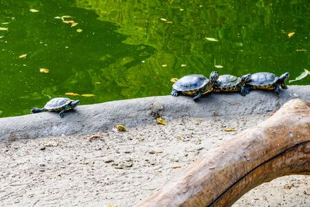 Turtles on a bank of small pondの写真素材