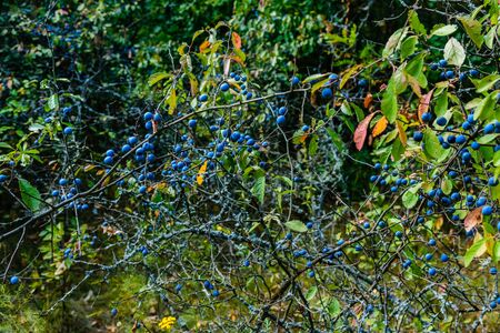 Berries of blackthorn bush in forest on summerの写真素材